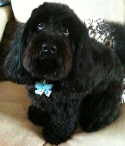 Scruffy's Dog Grooming, Dog Clipping And Grooming In Romford