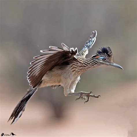 Greater roadrunner | Grand géocoucou, Oiseaux, Dessin