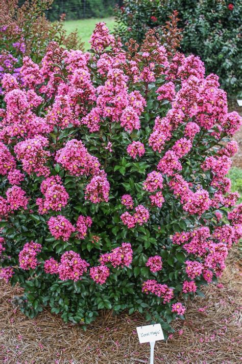 Top 10 Fast Growing Trees | Birds & Blooms Magazine | Myrtle tree ...