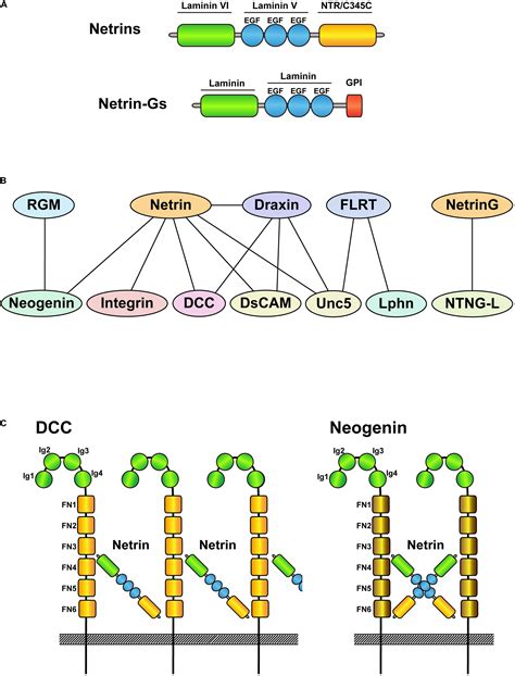 Frontiers | Involvement of Netrins and Their Receptors in Neuronal ...