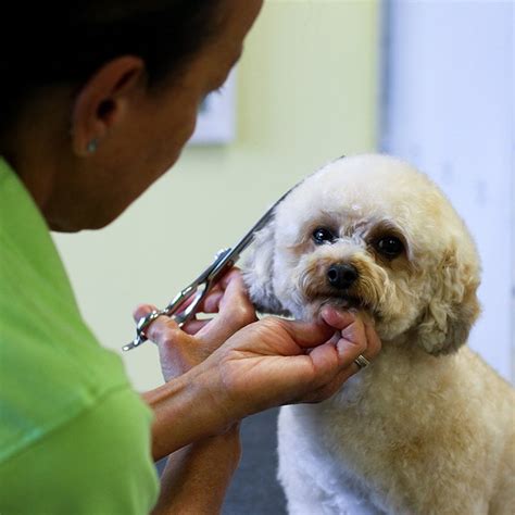 Services - Happy Paws Pet Grooming - Small Dog Grooming St. Augustine