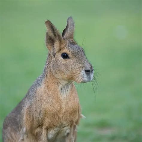 Patagonian Mara - Facts, Diet, Habitat & Pictures on Animalia.bio