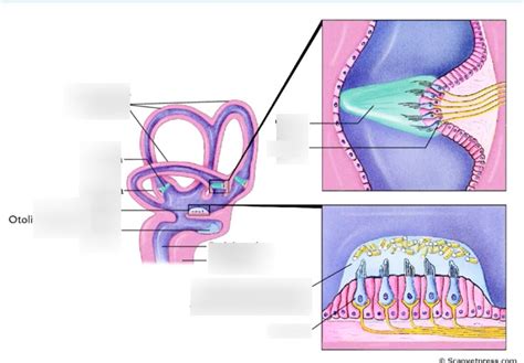 vestibular system Diagram | Quizlet