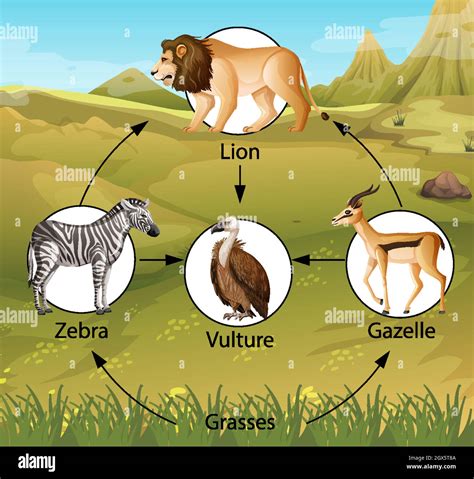 African Savanna Food Chain Diagram