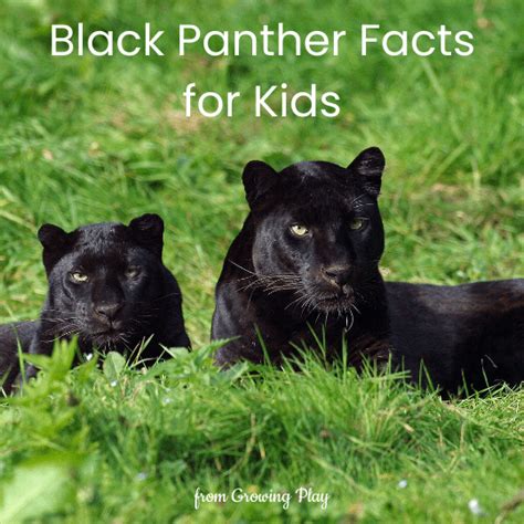 Black Panther Facts for Kids - Growing Play