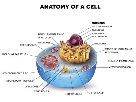 Information About the Smooth Endoplasmic Reticulum and Its Functions ...