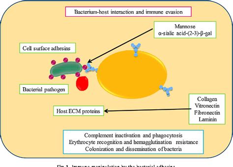 Figure 1 from Bacterial adhesins, the pathogenic weapons to trick host defense arsenal ...