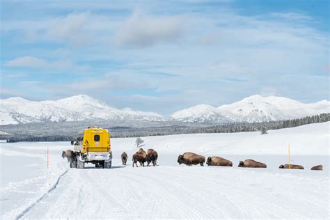 Yellowstone Winter Photography Workshop 2022