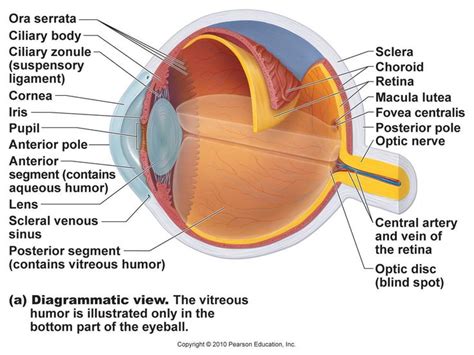 Pin by Kevin Lucas on Informacíon | Eye anatomy diagram, Eye anatomy ...