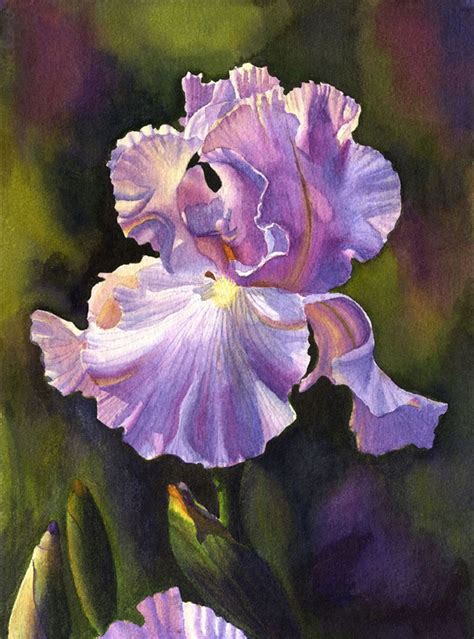 Purple Iris art watercolor painting print by Cathy Hillegas