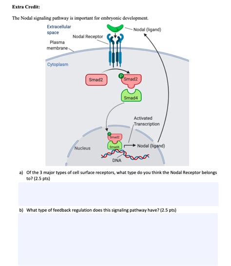 Solved Extra Credit: The Nodal signaling pathway is | Chegg.com