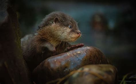 Swimming lesson for zoo’s otter pups as they leave den for first time ...