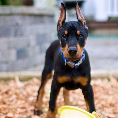 Doberman Pinscher Puppies For Sale | Manila, NCR #298281