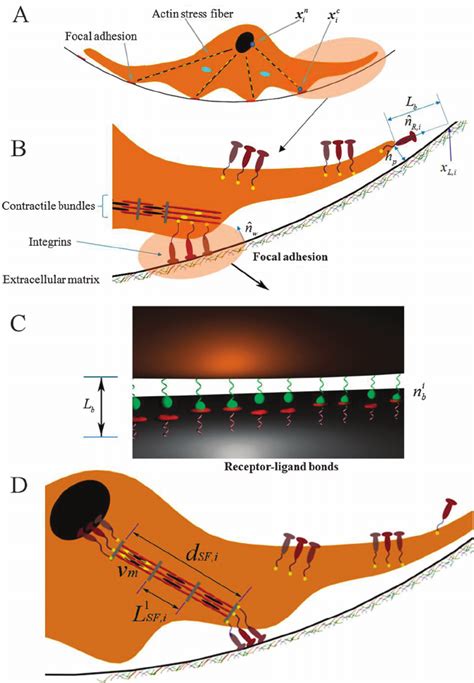 3-D integrated cell migration model: (A) 2-D schematic representation ...