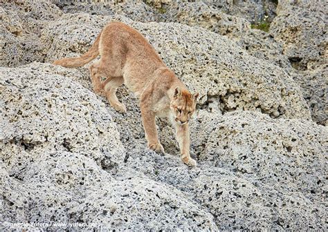 Photographing Pumas In Torres Del Paine - ORYX Photo Tours