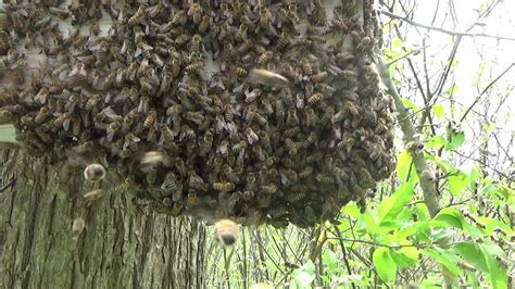 YouTube in 2020 | Honey bee swarm, Bee keeping, Honey bee