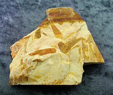 GLOSSOPTERIS LEAF FOSSILS IN MATRIX. SP6255