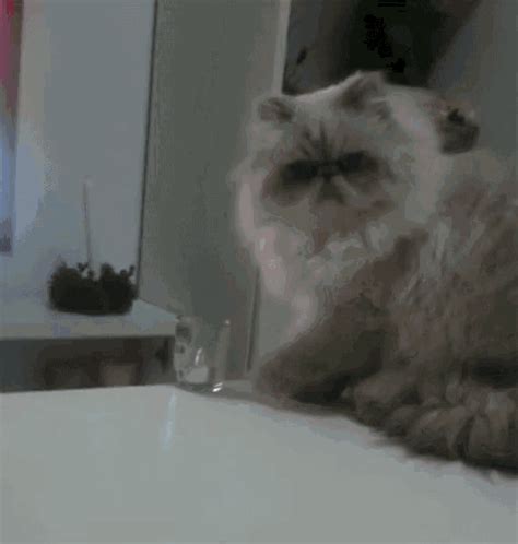 Persian Cat GIF - Persian Cat Bad - Discover & Share GIFs