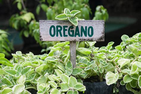 Growing Oregano: Care, Tips & More | Kellogg Garden Organics™