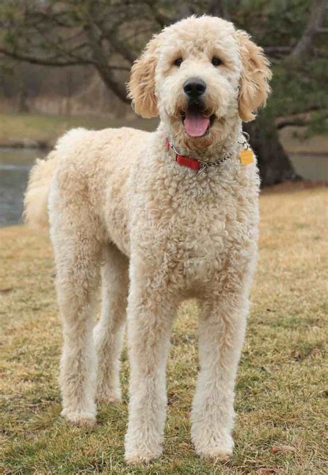 Goldendoodle designer dog breed - F1, F1b Goldendoodles ... | Goldendoodle grooming, Labradoodle ...