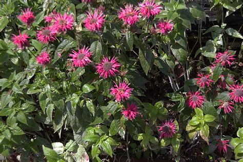 Monarda Cambridge Scarlet | Emerald Plants