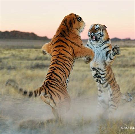 Territorial Dispute, photography by Marcel van Oosten Wild Life, Wildlife Photos, Wildlife ...