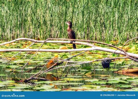 Birds on the Shore of Lake Skadar in Montenegro Stock Photo - Image of ...