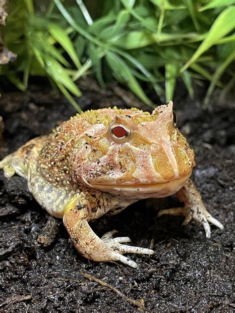 My strawberry pacman frog at 10 months old : r/FrogsAndToads