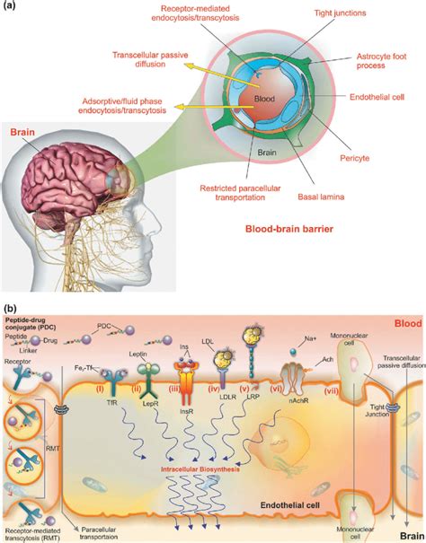 The schematic illustration of the blood-brain barrier and transport... | Download Scientific Diagram