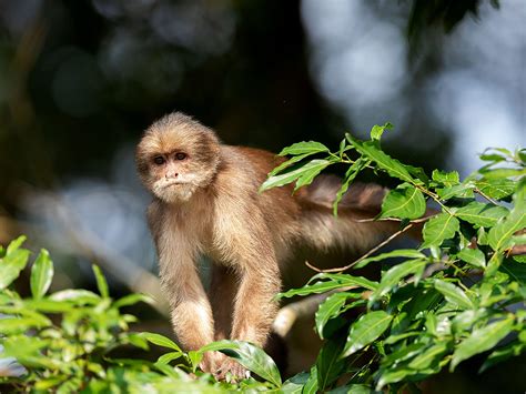 Yasuni National Park Paddling Tour, Ecuador | 10Adventures