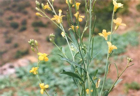 Brassica carinata (Ethiopian mustard) (Abyssinian cabbage)