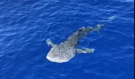 Encounter with Baby Whale Shark in Kona Hawaii