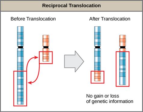 Difference Between Inversion and Translocation | Definition, Types, Process, Effect ...