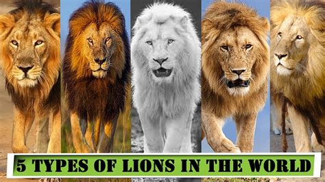 5 Types of Lions Around the World - YouTube