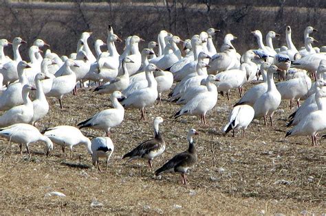 Snow geese pose dilemma for wildlife managers | MPR News