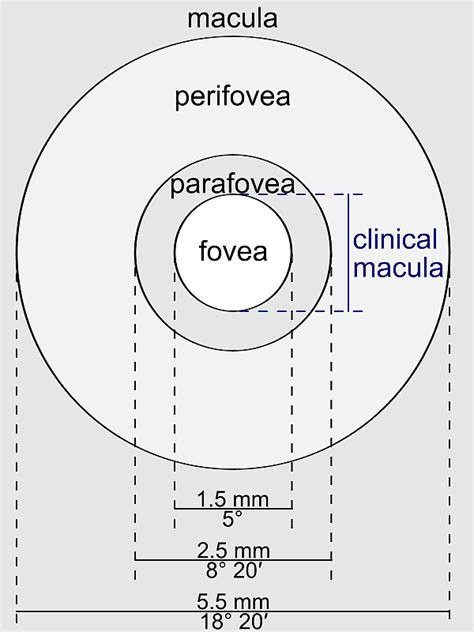 Optic Disc, Fovea centralis, Peripheral vision, optic Nerve, macular Degeneration, macula Of ...