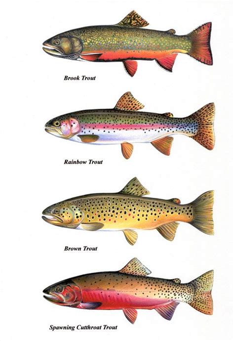 Trout Chart Prints Brook Trout Cutthroat Trout by FishArtCreations ...