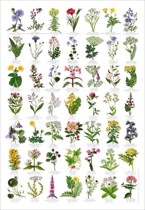 British Wild Flowers Identification Chart Nature Poster | Flower identification, British wild ...