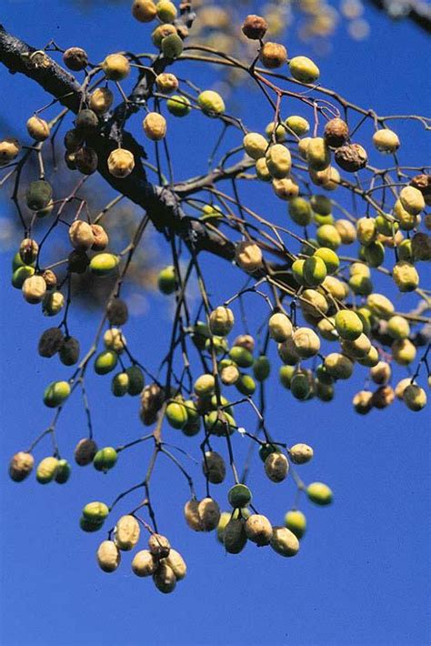 Chinaberry Tree | Arizona Poison and Drug Information Center