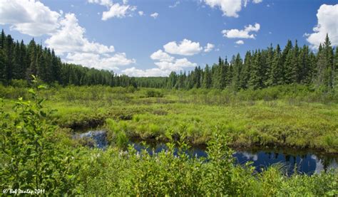 Superior National Forest - Minnesota - The Trees Remember