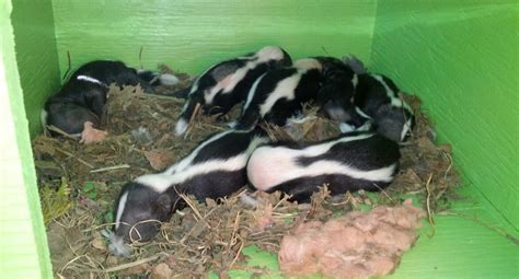 What You Need To Know About Skunk Mating Season