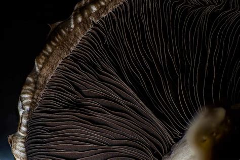 Mushroom Macro Photography - How to light the lamellae of your fungi