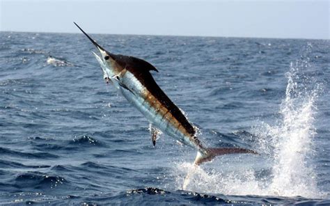 Ikan Marlin Biru Atlantik (Makaira nigricans) - Ulya Days