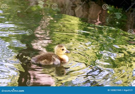 Portrait of a Baby Goose in the Water Stock Image - Image of rural, baby: 183821945