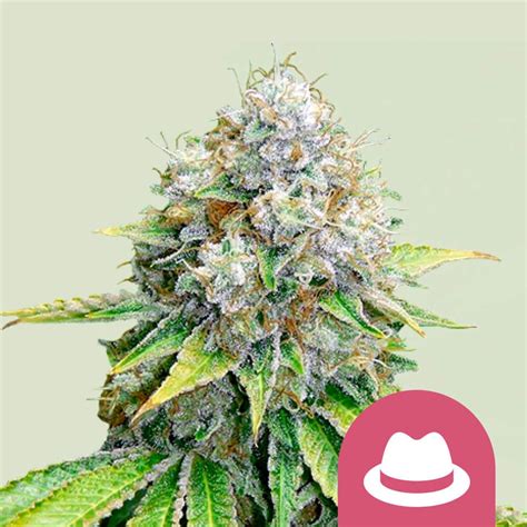 Get OG Kush Feminized Cannabis Seeds - Royal Queen Seeds USA