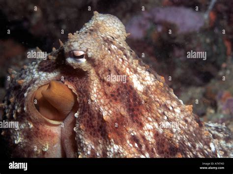 Octopus siphon hi-res stock photography and images - Alamy