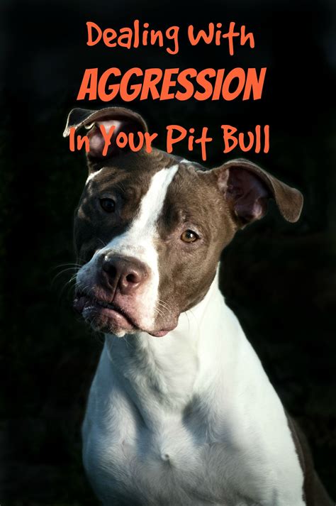 Pitbull Puppy Training Tips: Dealing With Aggression | Puppy training ...