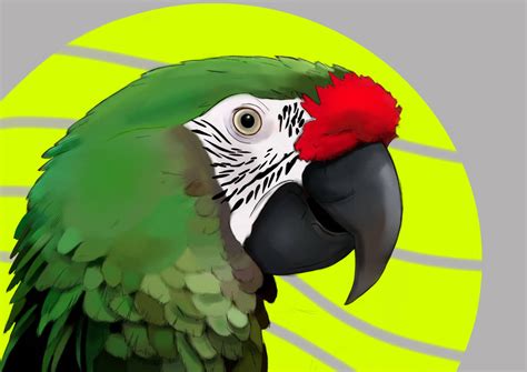 Green Macaw Drawing. by MasterPred on DeviantArt