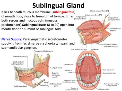 PPT - Oral Cavity & Salivery Glands PowerPoint Presentation, free ...