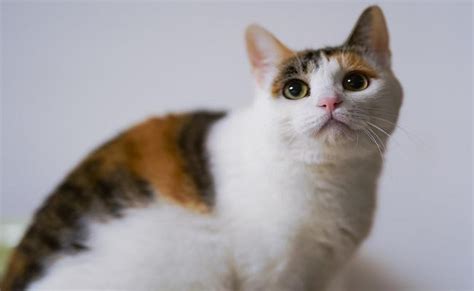 200+ Best Calico Cat Names With Meanings - Petmoo